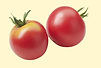1.20€ le plant // 11€ les 10 plants et 0,95€ le plant à partir de 50 plants de tomates
