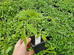 1.20€ le plant // 11€ les 10 plants et 0,95€ le plant à partir de 50 plants de tomates