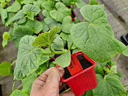 1.50€ le plant // 12,50€ les 10 plants