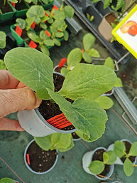 3€ le plant en pot de 10,5cm