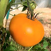 1.20€ le plant // 11€ les 10 plants et 0,95€ le plant à partir de 50 plants de tomates