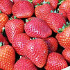 1,10€ le plant // 9,50€ les 10 plants et 0,90€ le plant à partir de 50 plants de fraisiers