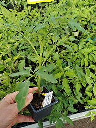 1.20€ le plant // 11€ les 10 plants et 0,95€ le plant à partir de 50 plants de tomates