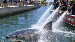 Water kerfuffle - shark unmoved in canal rescue attempt