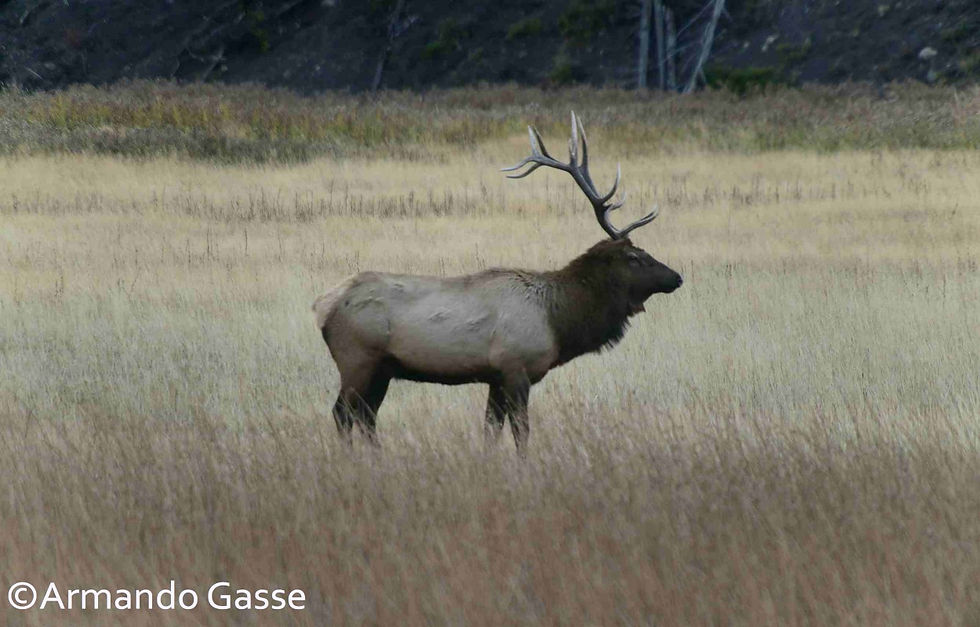 Elk macho Yellowstone AGS_6759