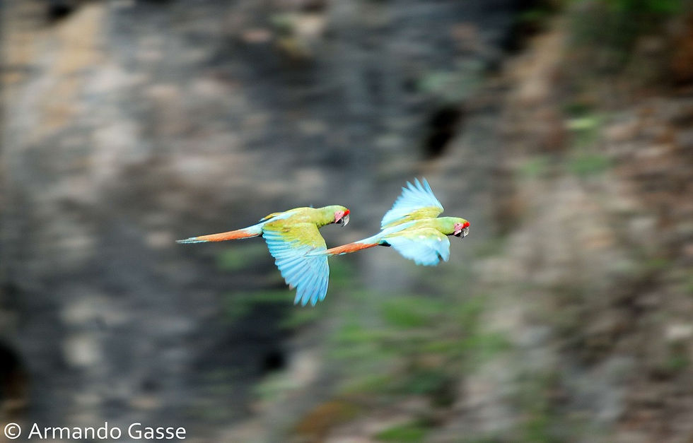 Guacamaya verde, oaxaca_0106.jpg