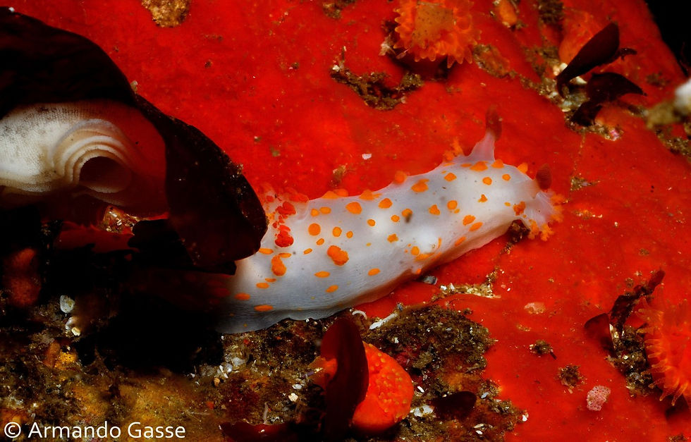 Hueva nudibranquio AGS_9923.jpg