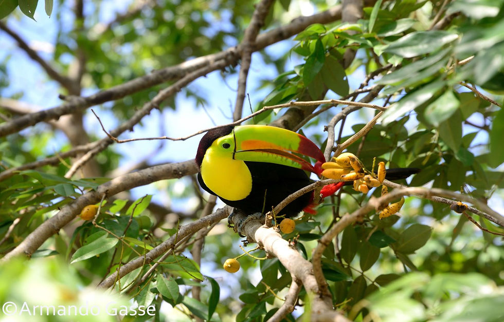 Tucan playa del carmen AGS_8414