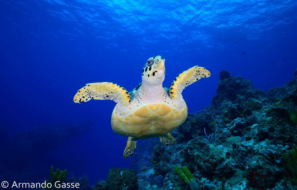 Tortuga Cozumel AGS_7642.jpg