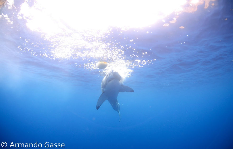 AGS_1071 Tiburon Blanco Isla Guadalupe.jpg