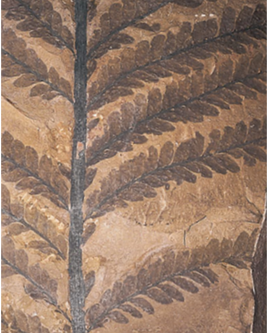 Ancient Depiction of a Tree