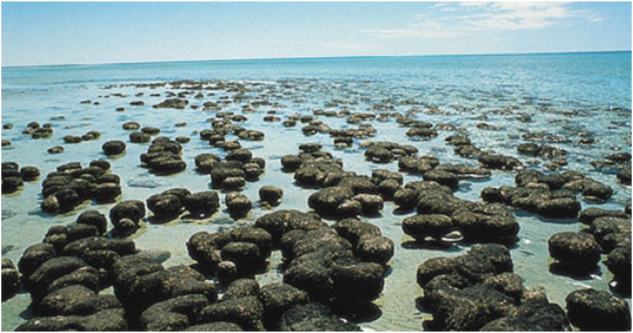 Stromatolites exposed in the shallow coastal waters off the coast of Western Australia