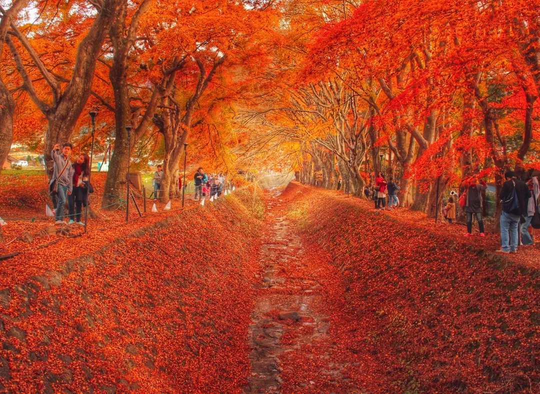 Giappone Momiji Autunno