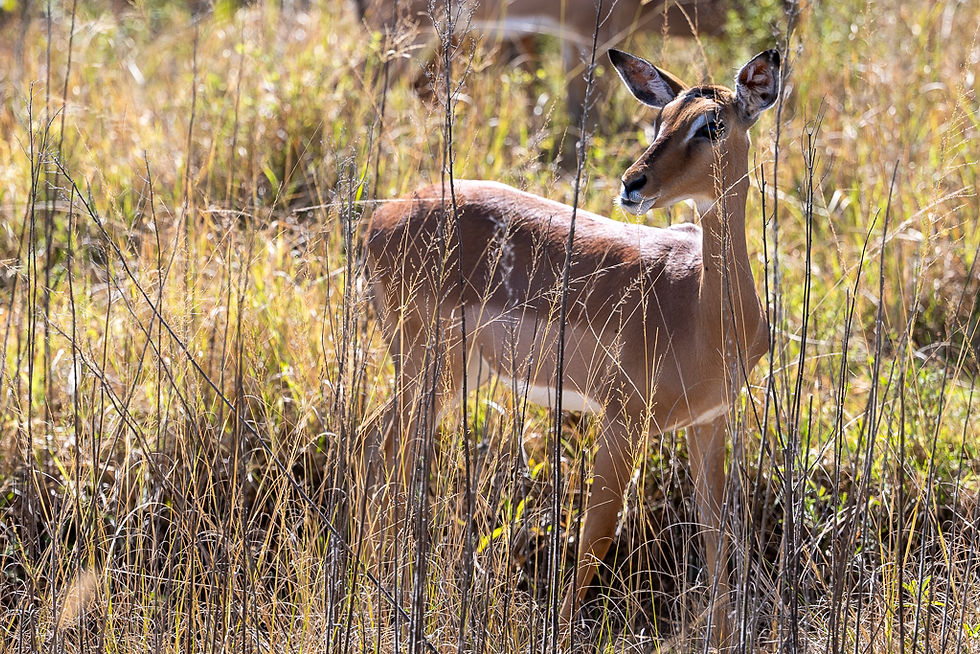 Impala Weibchen