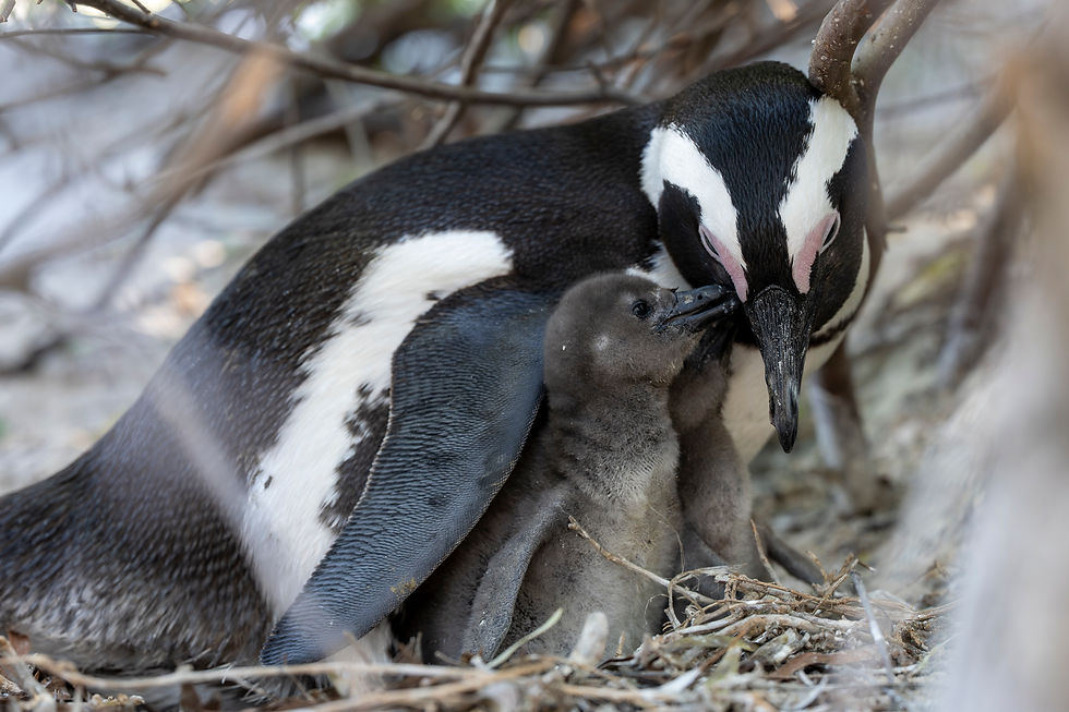 Pinguin-Mama mit ihren Babys