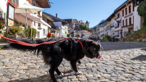 Mabel in Gruyères