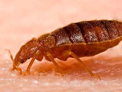 adult-bed-bug-closeup