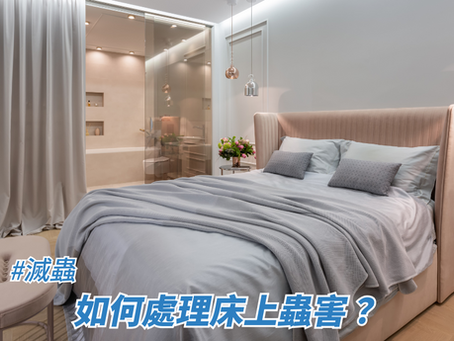 如何處理床上蟲害?
