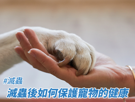滅蟲後如何保護寵物的健康