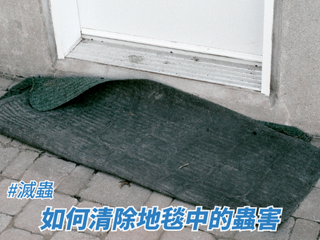 如何清除地毯中的蟲害