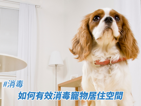 如何有效消毒寵物居住空間