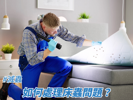 如何處理床蟲問題?