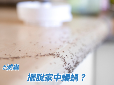 擺脫家中蟻窩？