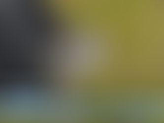 貓網安裝後的注意事項：防止貓咪逃脫