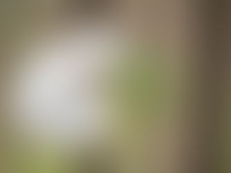 てるてる坊主