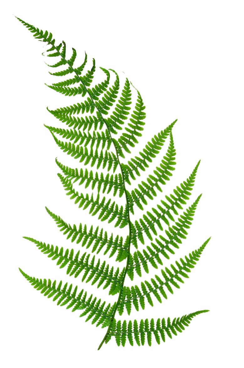 green fern leaf