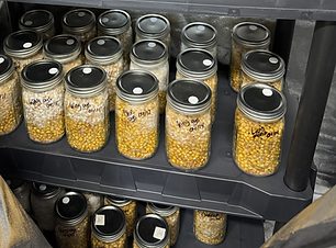 Grain Jars.png