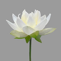 flower-5390711_1280.jpg