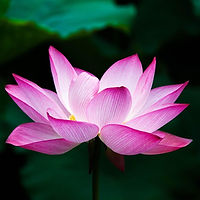 lotus-978659_1280.jpg