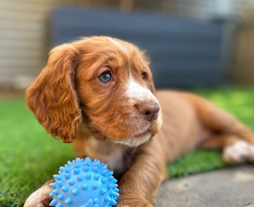Cute Cocker Spaniel Puppy