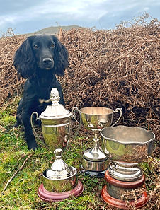 Field Trial Champion Cocker Spaniel Breckmarsh Larsen of Cleestangate, known as Toots