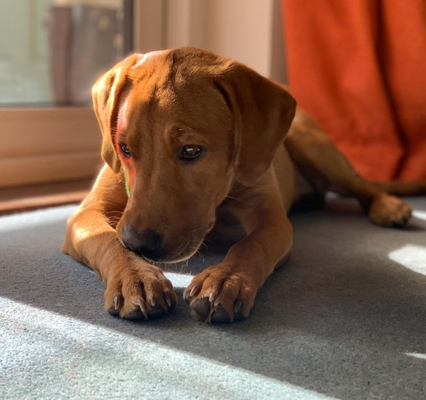 Fox red Labrador catching the sun, trained for family life