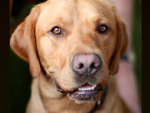 Working Fox Red Labrador Dog bred by experts in breeding.