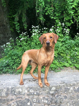 Fox red Labrador bitch bred out of Nala, Cleestangate's Liberty as a young dog, posing on the bridge at the Linney, Ludlow.