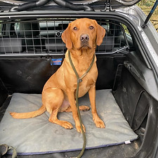 Fox Red Labrador Car Travel