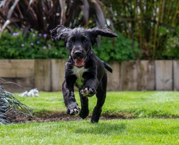 Gorgeous Black Cocker Spaniel Puppy