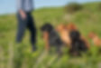Gundog trainer Shropshire with his pack of trained dogs