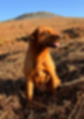 Tally_edited.jpg