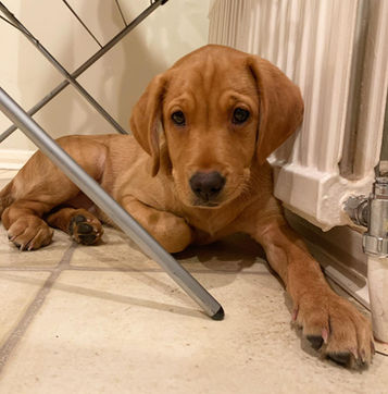 Working bred Labrador puppy with outstanding breeding, excelling in intelligence and trainability