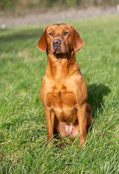Fox Red Labrador For Sale Roo_edited.jpg