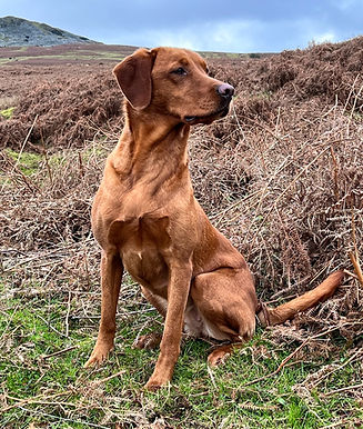 Cleestangates Liberty - Libby_edited.jpg