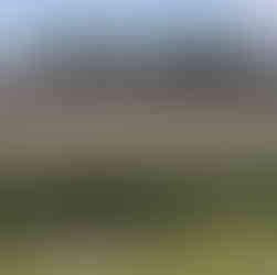 Ein Paar Schwäne und drei Küken