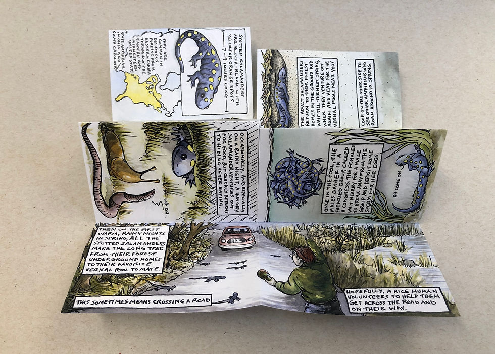 Salamander turn to page 4&5