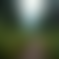 Eye-level view of a mountain trail winding through a dense Canadian forest
