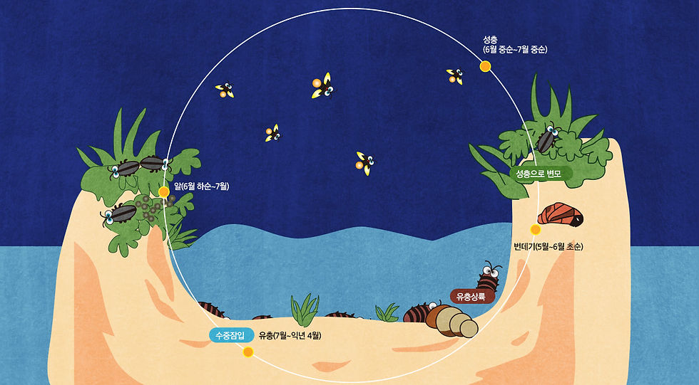 The Life Cycle of A Firefly