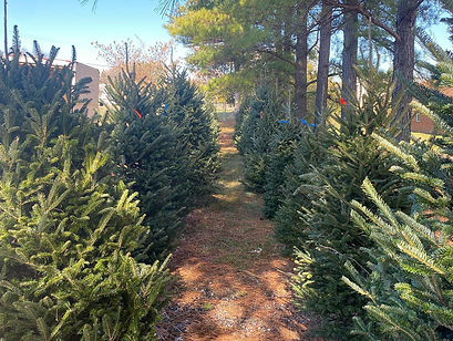 XMAS Trees.jpeg